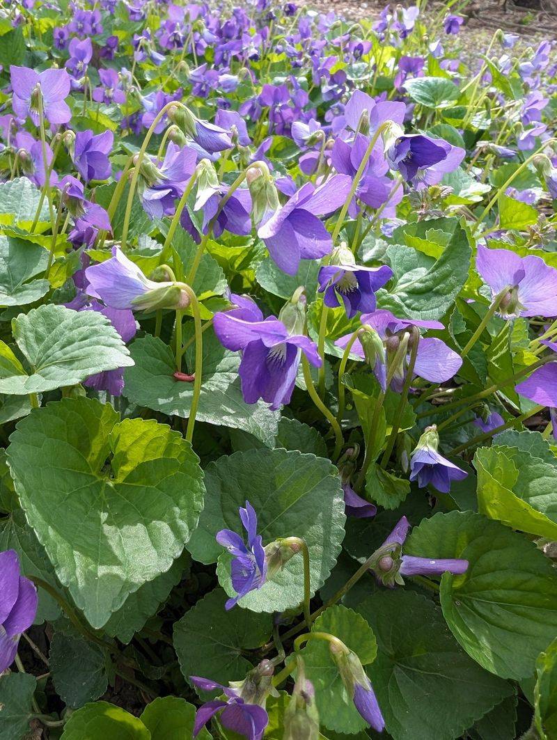 Shady Lawn Areas Often Give Them An Advantage