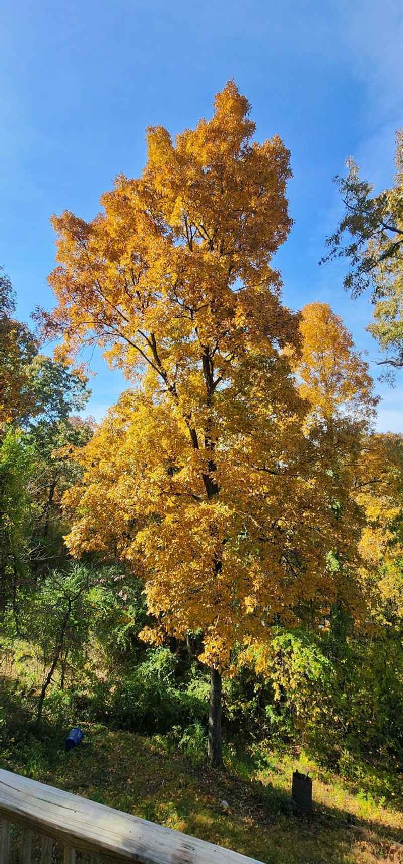 Shagbark Hickory Creates A Golden Fall Display Shagbark Hickory Creates A Golden Fall Display