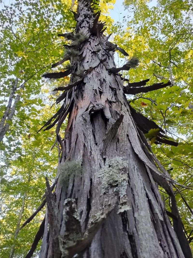 Shagbark Hickory For Sweet Nuts And Shaggy Bark