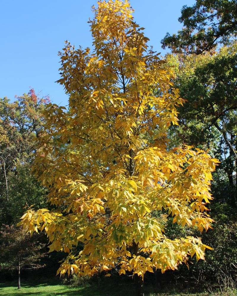 Shagbark Hickory Offers Golden Fall Color