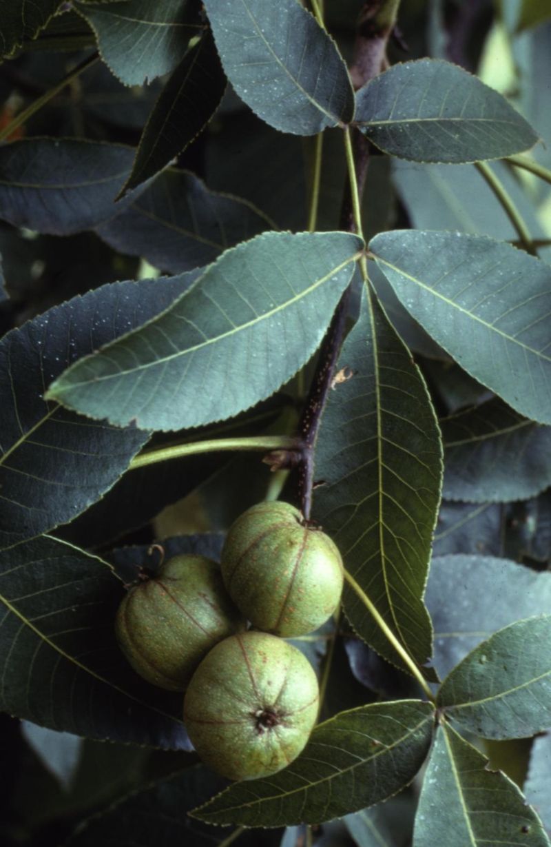 Shagbark Hickory Offers Nuts For Native Wildlife