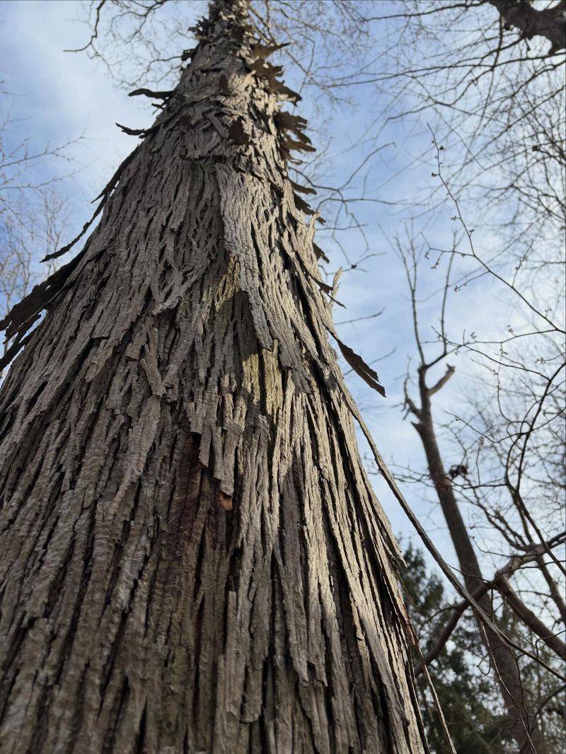 Shaggy Bark Makes This Tree Easy To Recognize