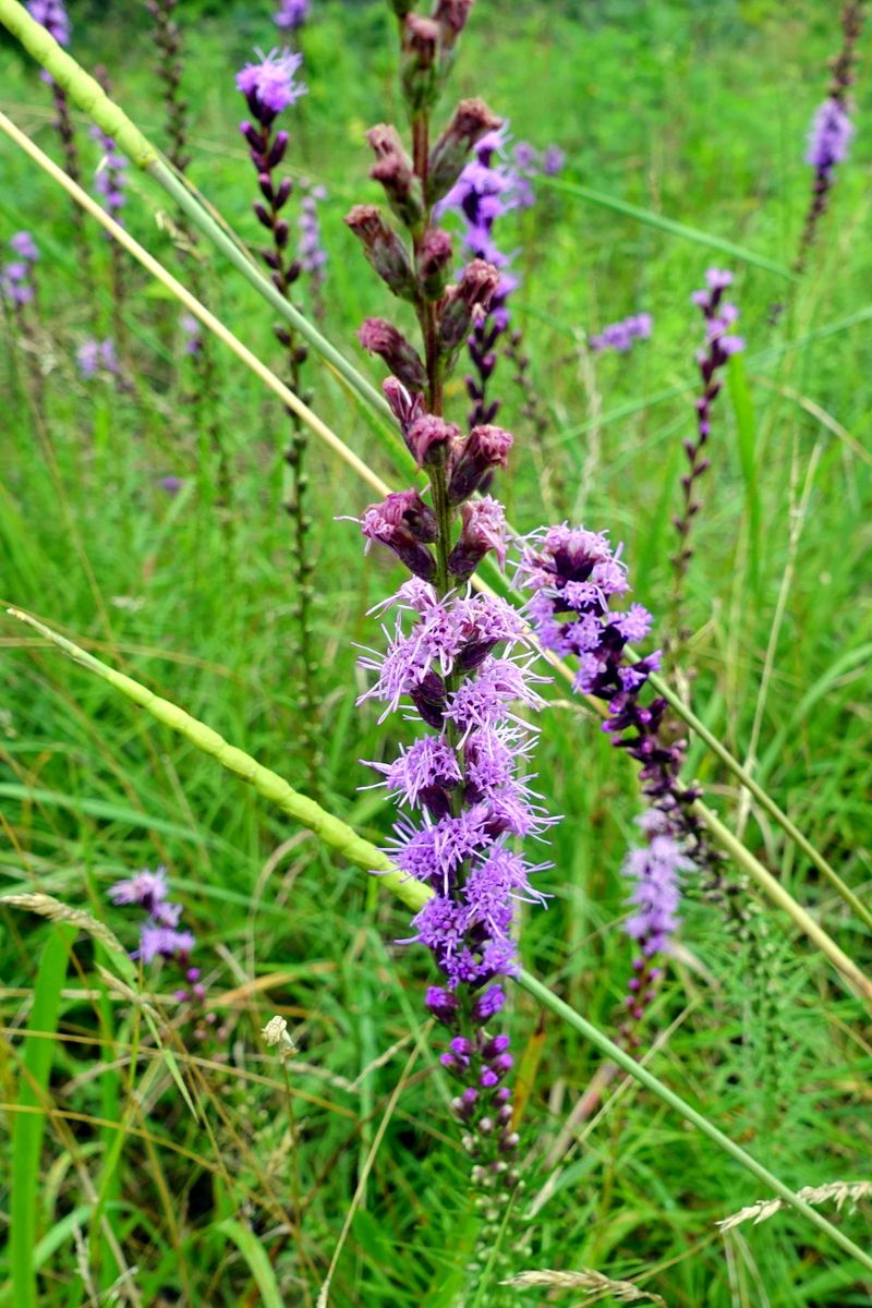 Shaggy Blazing Star Keeps Purple Blooms Going Through Fall