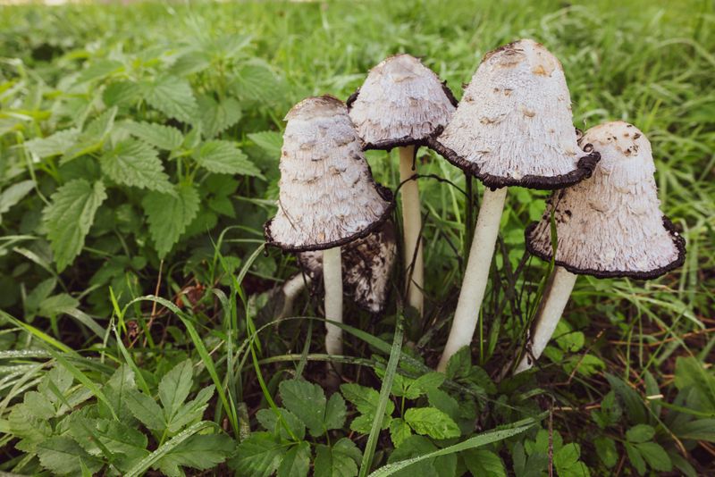 Shaggy Mane Signals Fresh, Nutrient-Rich Ground