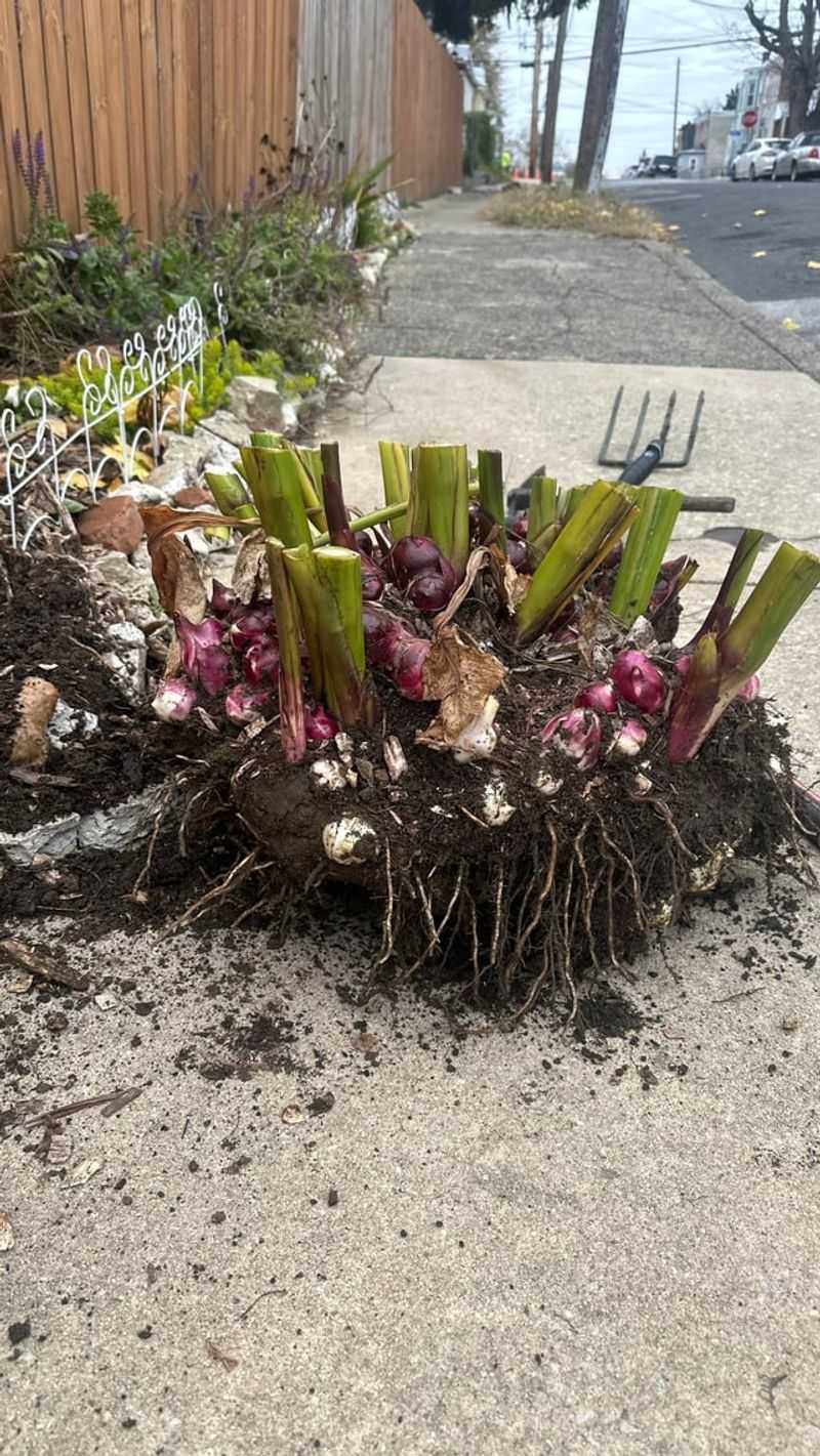 Shake Off Excess Soil Gently Shake Off Excess Soil Gently