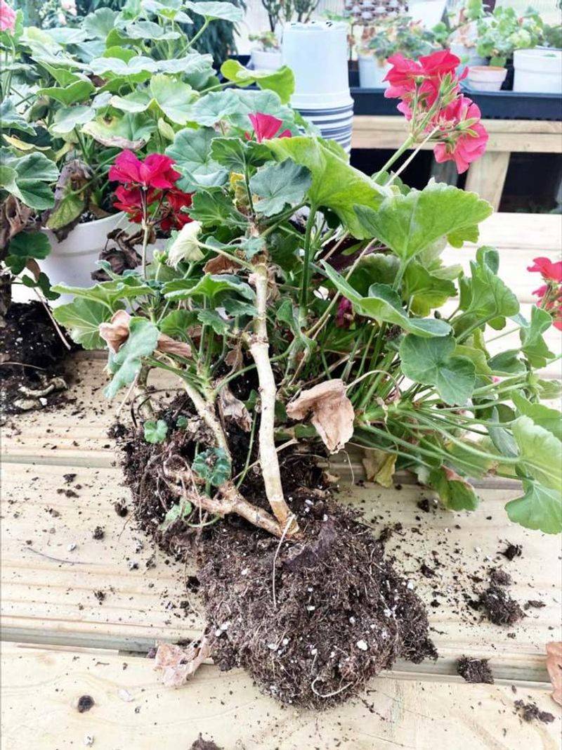 Shake Off Soil And Trim Them Back