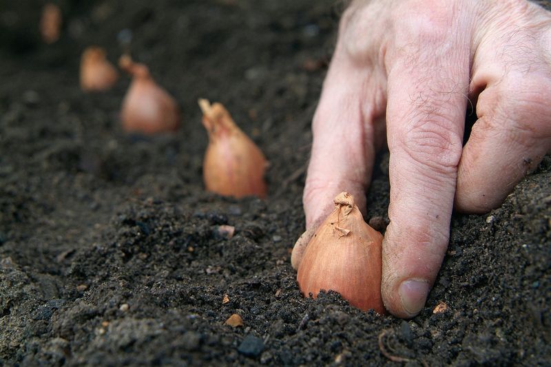 Shallots For Fancy Flavor Shallots For Fancy Flavor