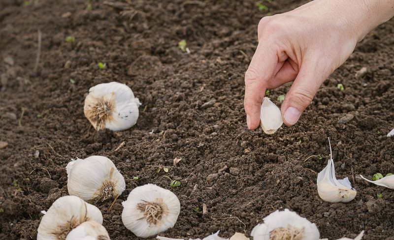 Shallow Planting Leaves Bulbs Exposed