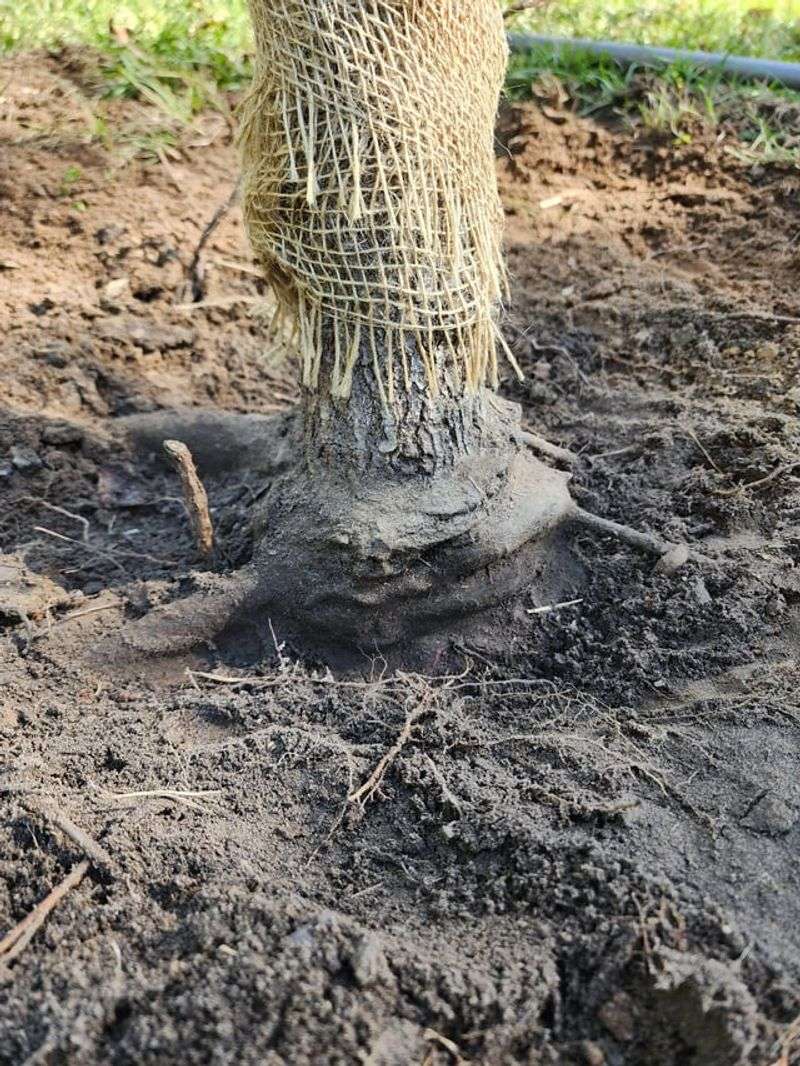 Shallow Planting Weakens The Whole Root System Shallow Planting Weakens The Whole Root System