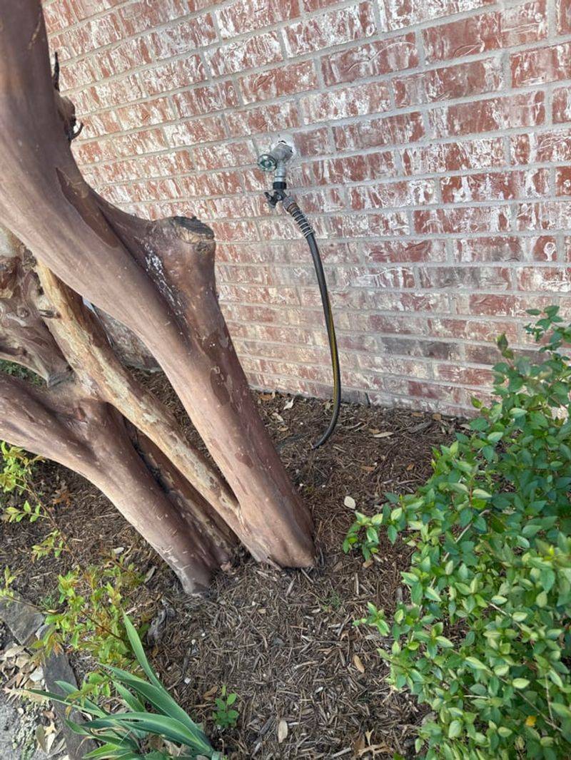 Shallow Roots Spread Just Below The Surface
