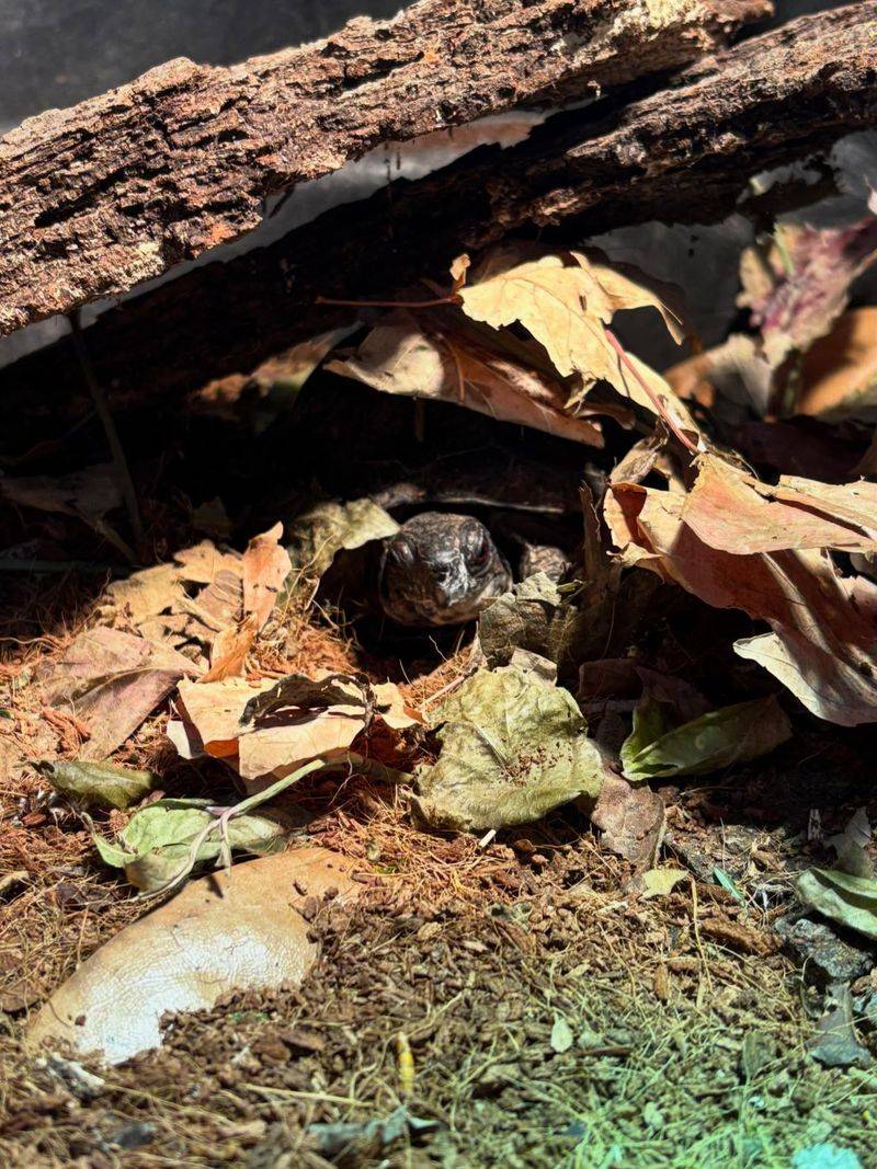 Shallow Soil And Leaf Cover Serve As Winter Insulation Shallow Soil And Leaf Cover Serve As Winter Insulation