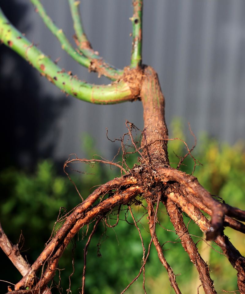 Shallow Sprinkles Are Training Roots To Stay Near The Surface Shallow Sprinkles Are Training Roots To Stay Near The Surface
