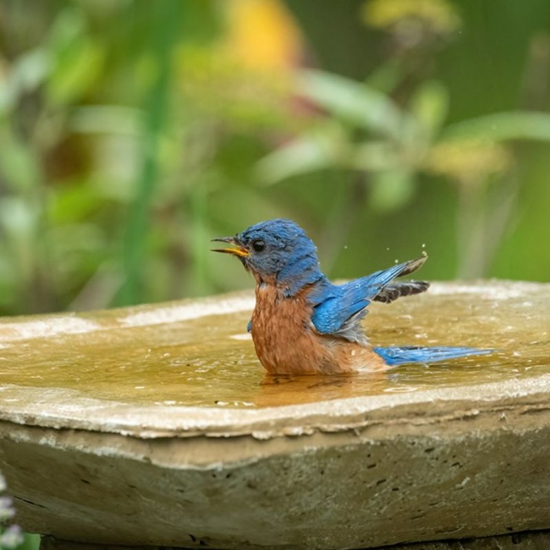 Shallow Water Attracts Species That May Ignore Your Feeders Shallow Water Attracts Species That May Ignore Your Feeders