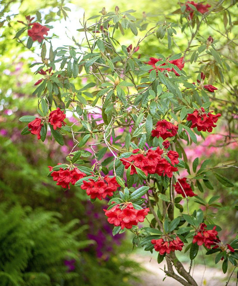 Shape Azaleas Early To Keep Their Natural Form
