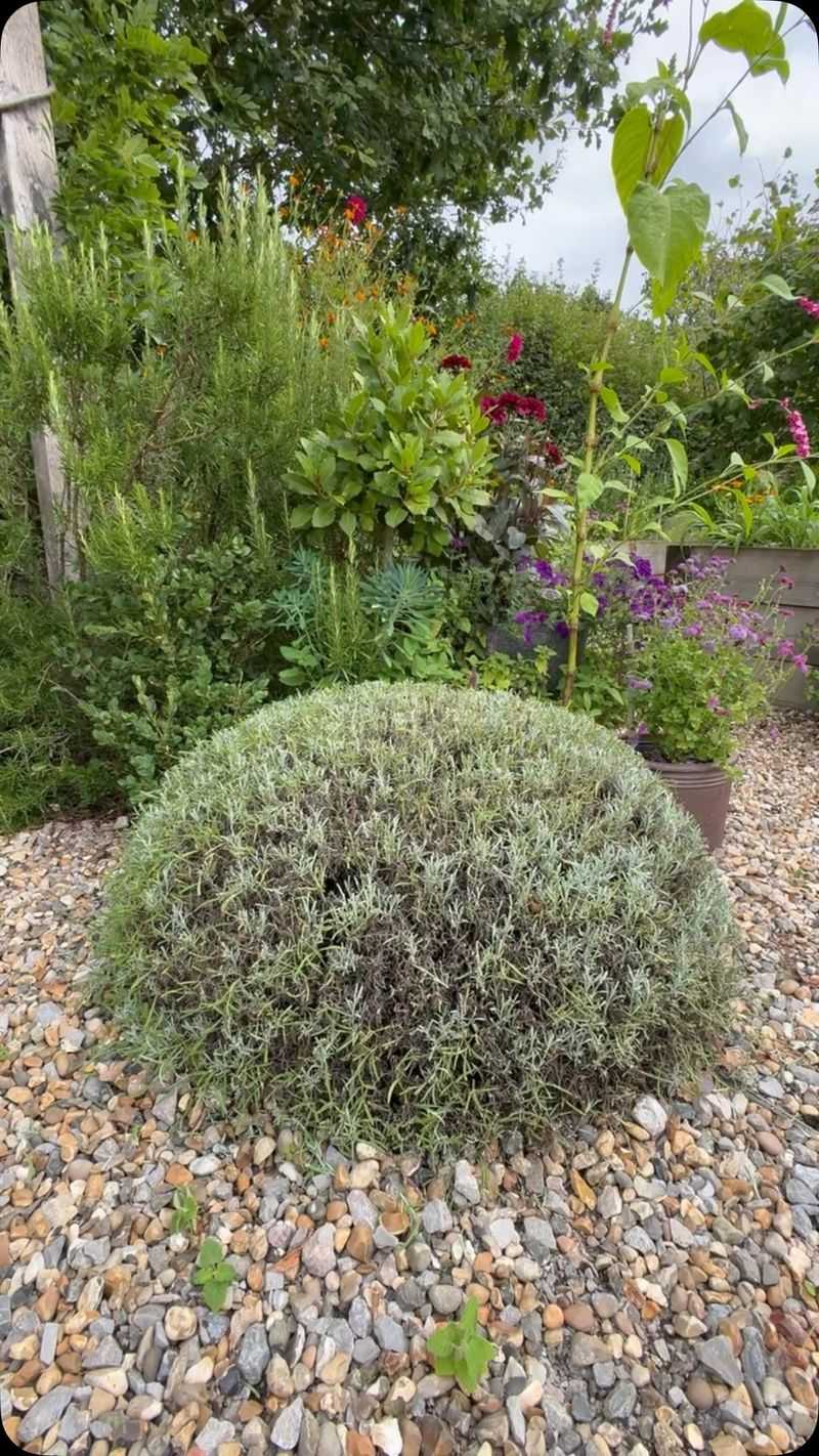 Shape Lavender Into A Rounded Mound Shape Lavender Into A Rounded Mound