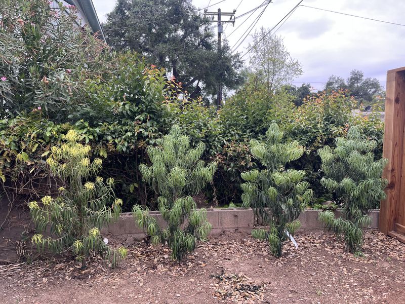 Shape Podocarpus Hedges With A Gentle Hand