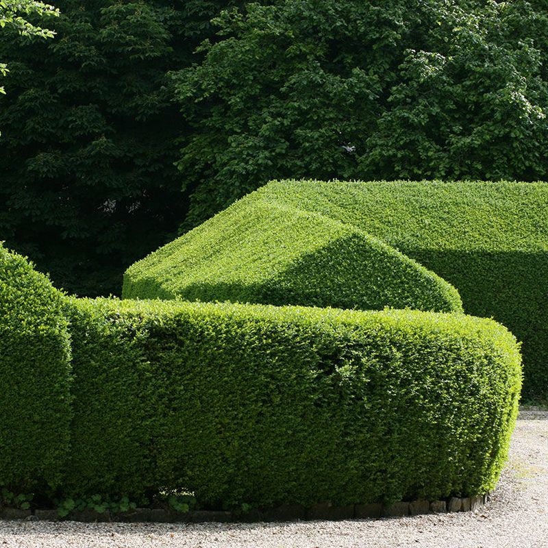 Shape Privet Before Winter Sets In