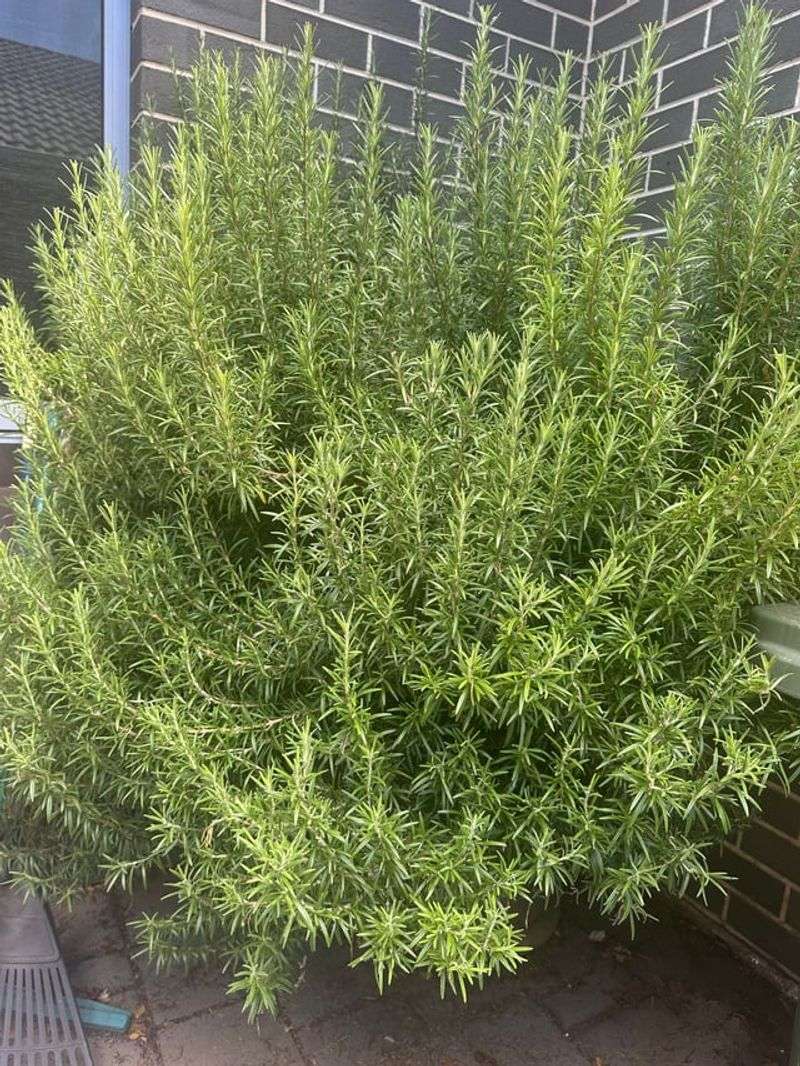 Shape Rosemary Without Cutting Into Old Wood Shape Rosemary Without Cutting Into Old Wood