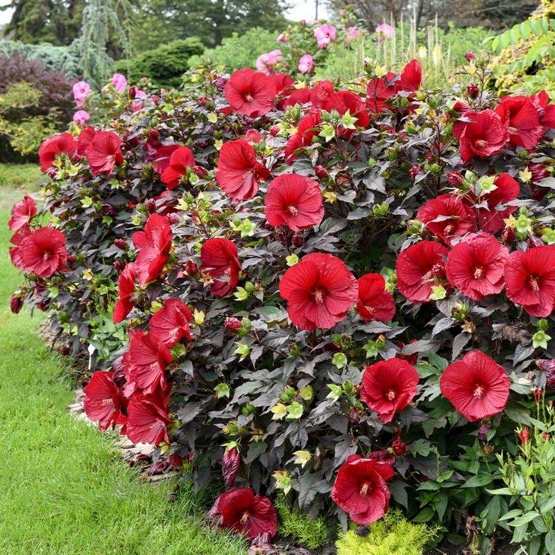 Shape Tropical Hibiscus Before Cooler Weather Changes Growth