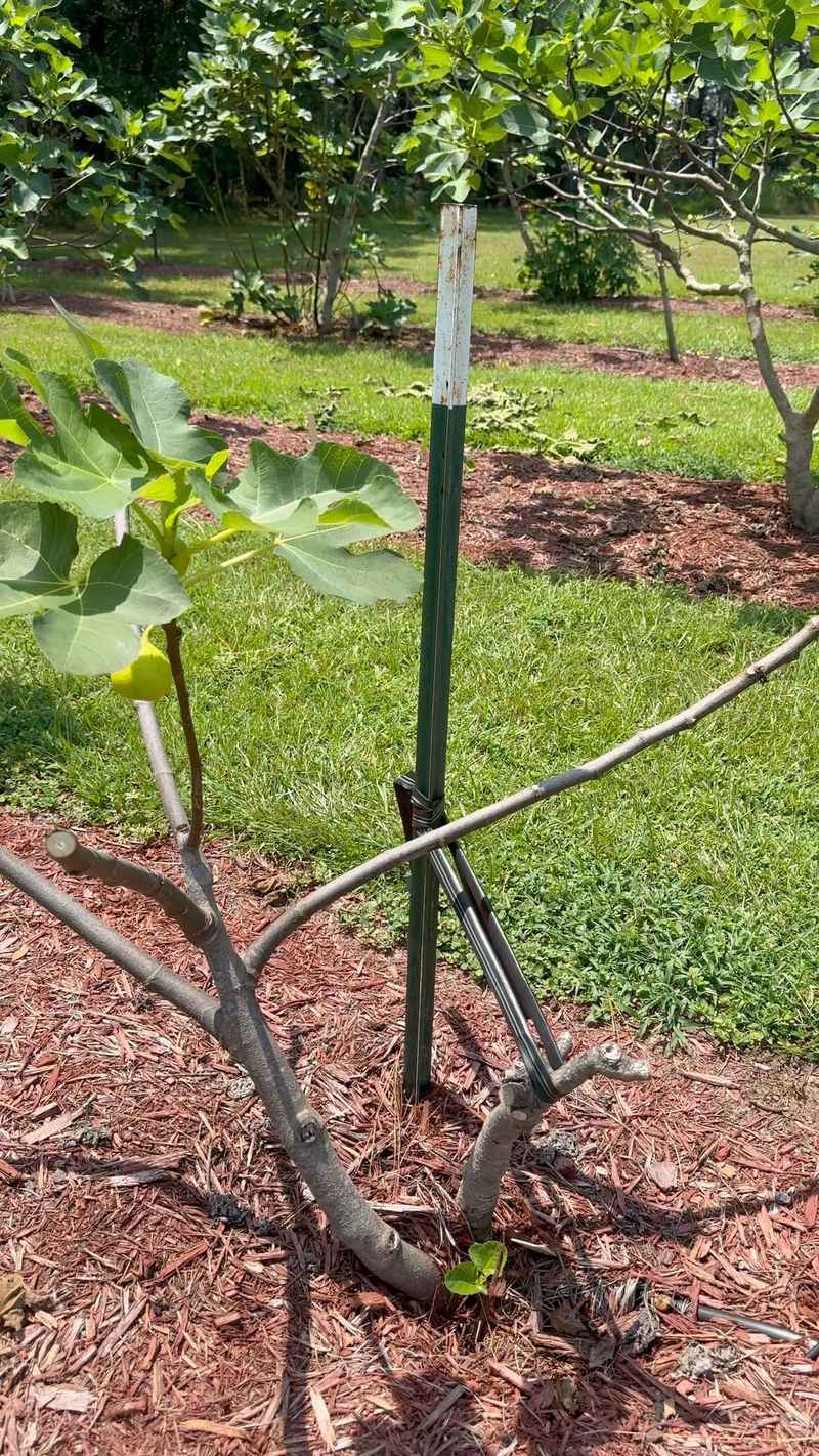 Shape Young Fig Trees Early Shape Young Fig Trees Early