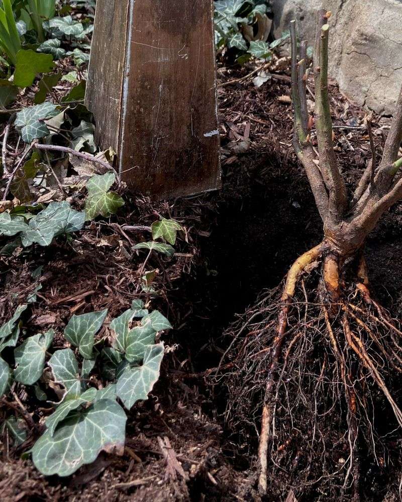 Shape the planting hole around the root system Shape the planting hole around the root system