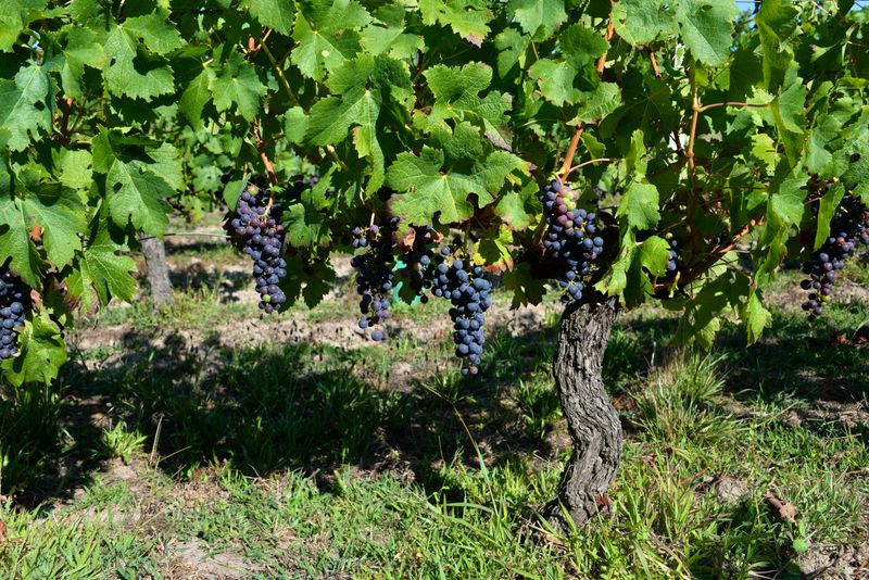 Share The Surplus And Prep The Vines Share The Surplus And Prep The Vines
