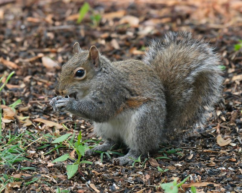 Share Them With Backyard Wildlife