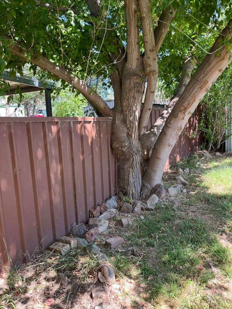 Shared Boundary Trees Follow Different Rules Shared Boundary Trees Follow Different Rules