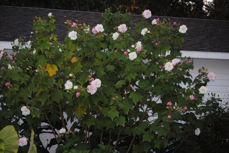 Sharing Cuttings The Way Grandmothers Did