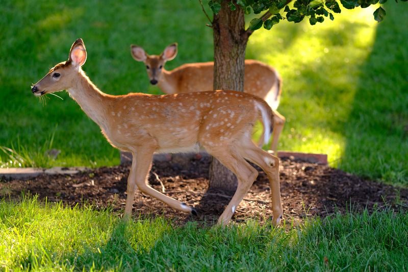 Sharing The Yard Without The Panic Sharing The Yard Without The Panic