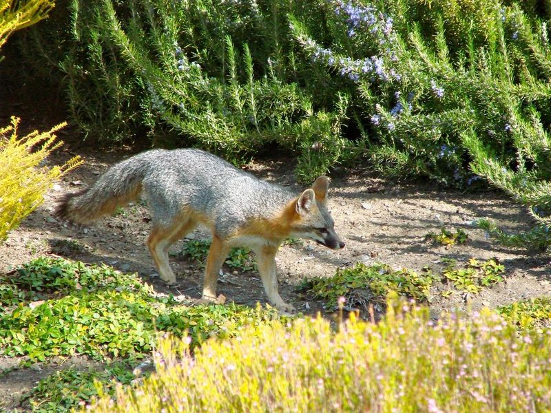 Sharing Your Yard Safely With Gray Foxes Sharing Your Yard Safely With Gray Foxes