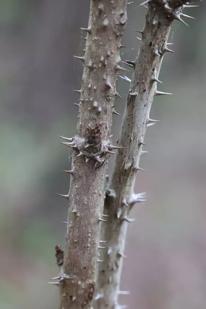 Sharp Prickles Cover Much Of Its Tall Woody Stems Sharp Prickles Cover Much Of Its Tall Woody Stems