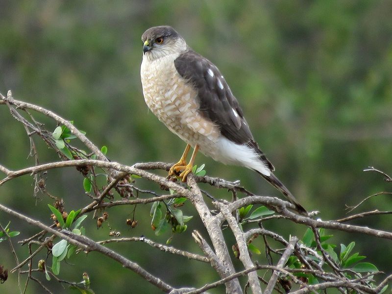 Sharp-Shinned Hawks And Other Fast Flyers Sharp-Shinned Hawks And Other Fast Flyers