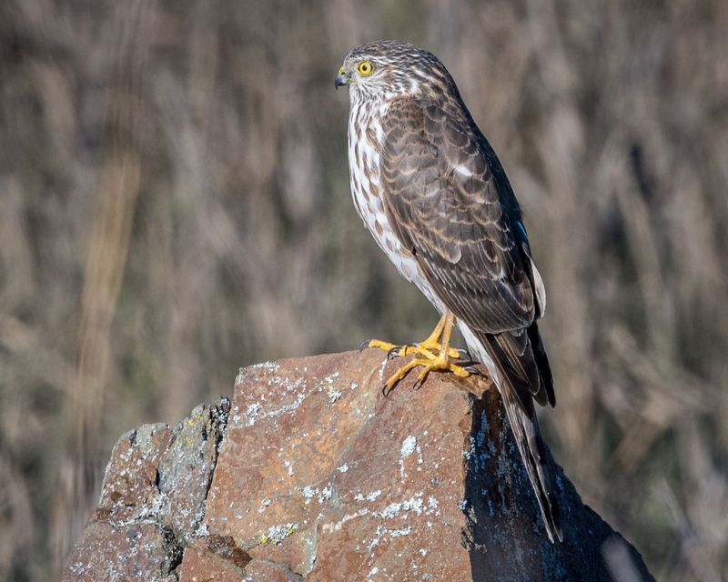 Sharp-Shinned Hawks