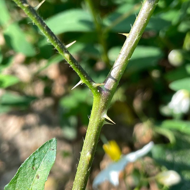 Sharp Thorns Cover Its Stems And Leaves