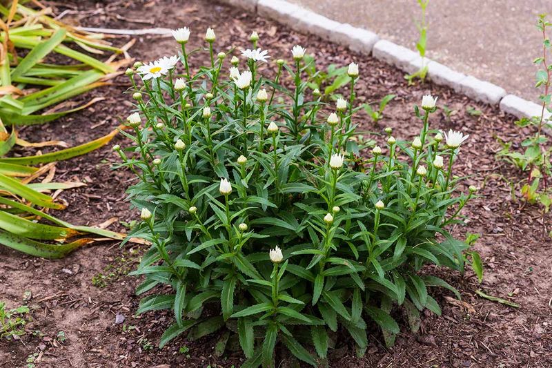 Shasta Daisies Create Fuller Displays After Fall Maintenance