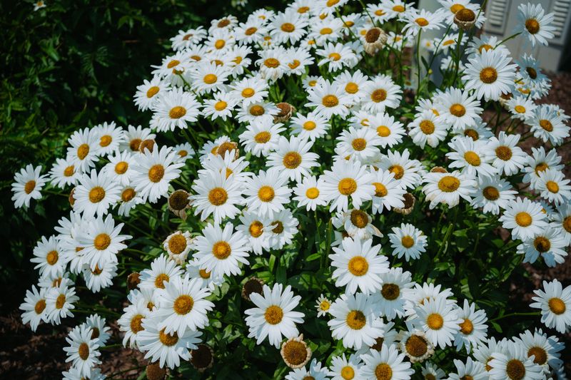 Shasta Daisies That Flopped Over In July Shasta Daisies That Flopped Over In July