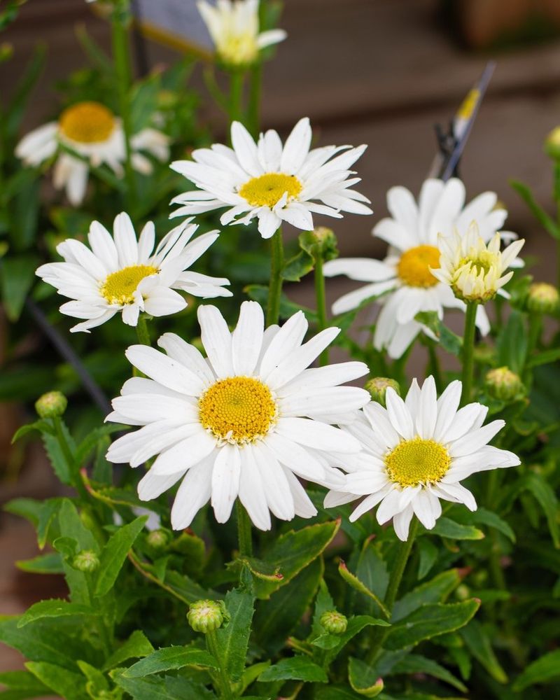Shasta Daisy