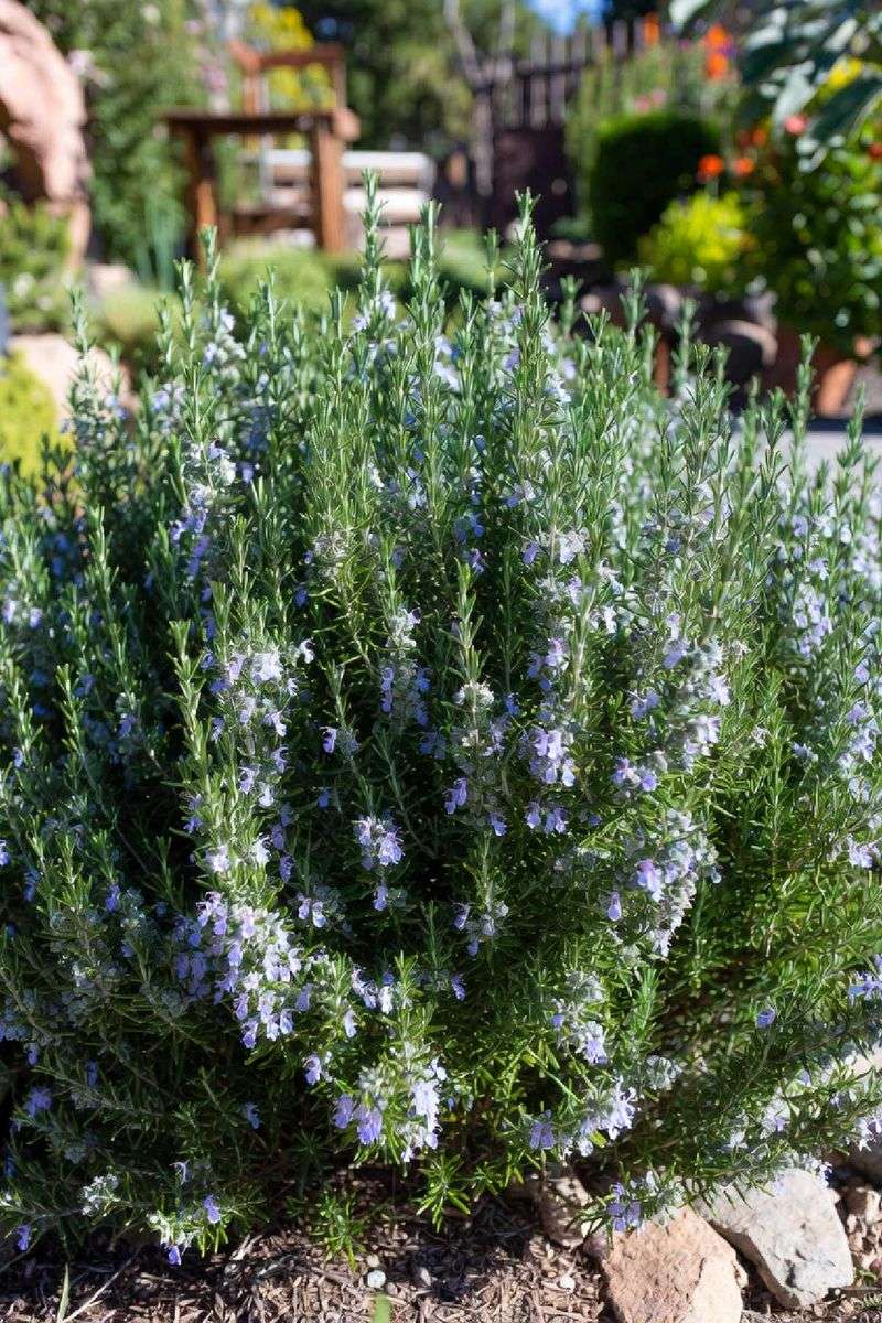 Shear Lightly Right After Each Bloom