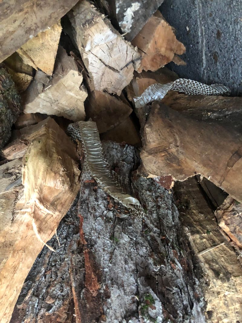 Shed Skins Turn Up Near Shelter