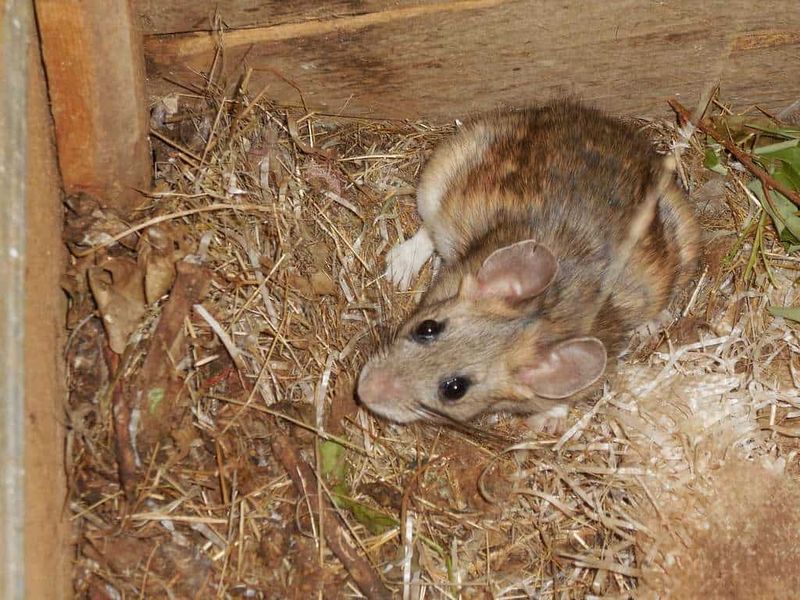 Sheds Offer Perfect Nesting Materials