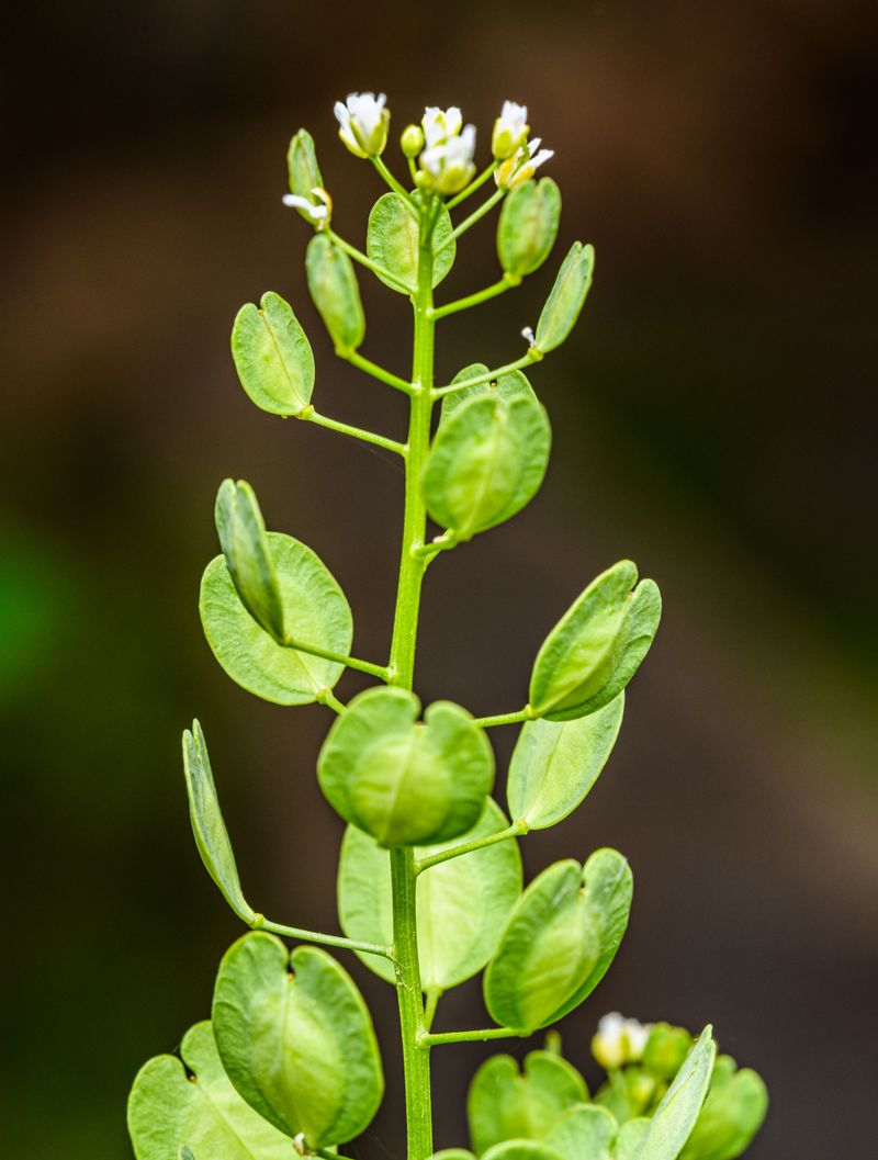 Shepherd's Purse Packs Its Heart-Shaped Pods With Seeds