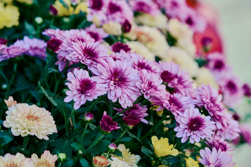Shield Blooms From Harsh Afternoon Heat Shield Blooms From Harsh Afternoon Heat
