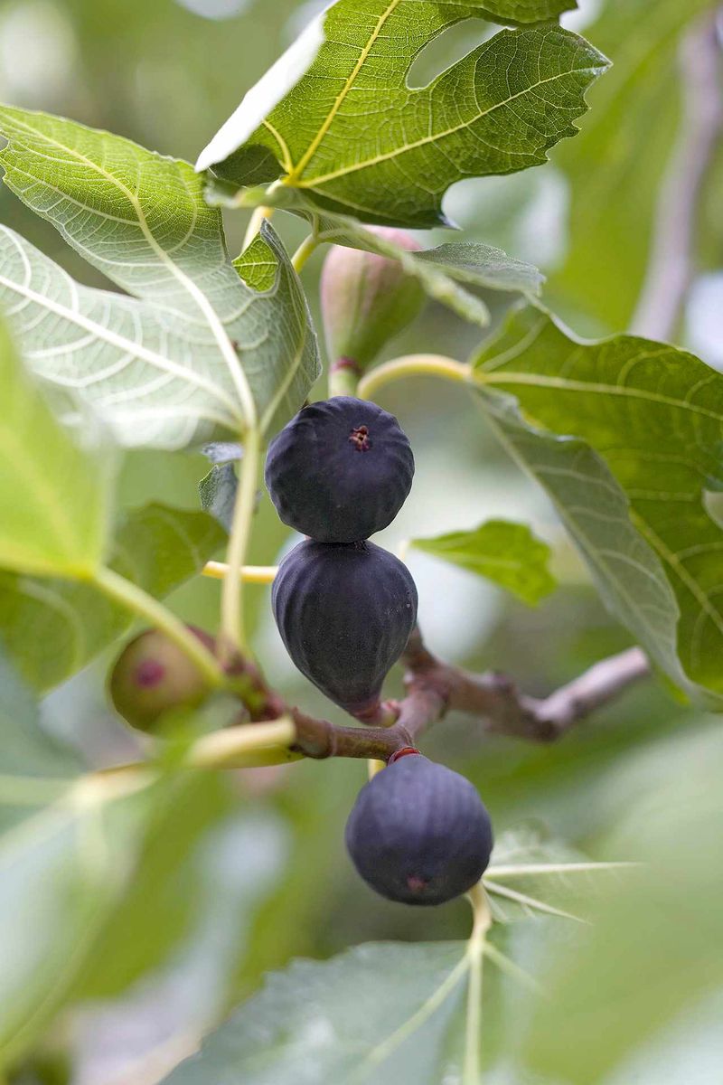 Shield Late Fruit From Early Frost Shield Late Fruit From Early Frost