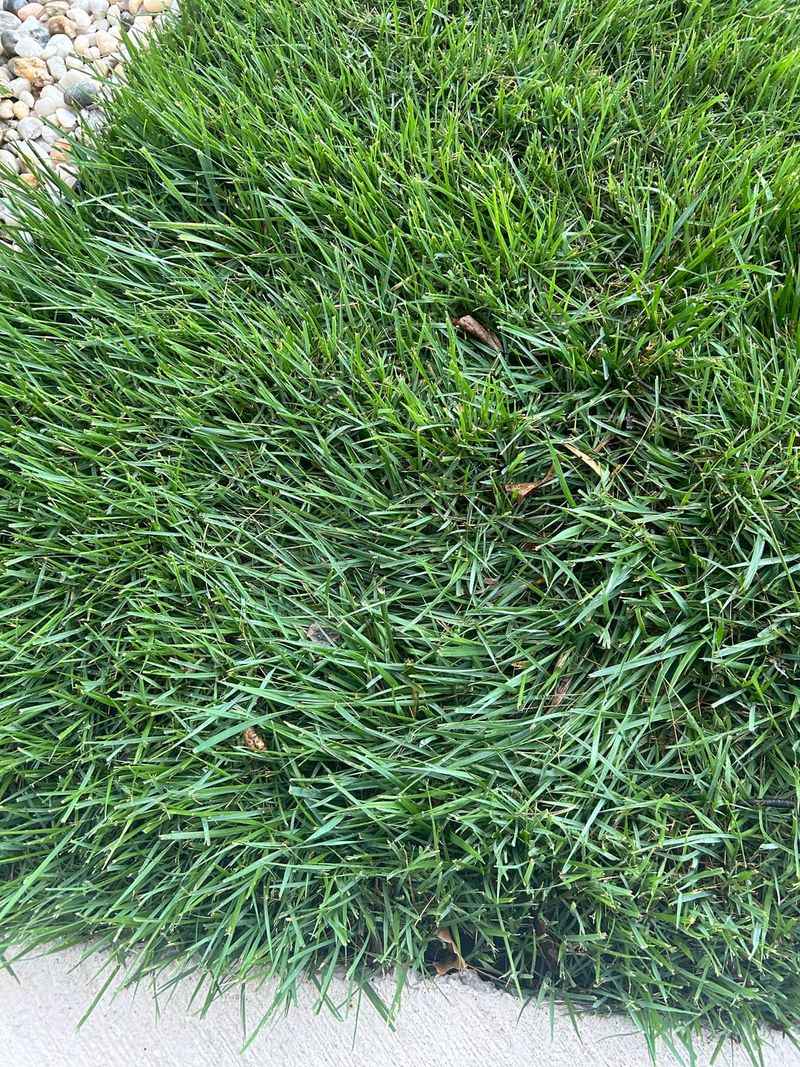 Shield New Grass From Heavy Foot Traffic
