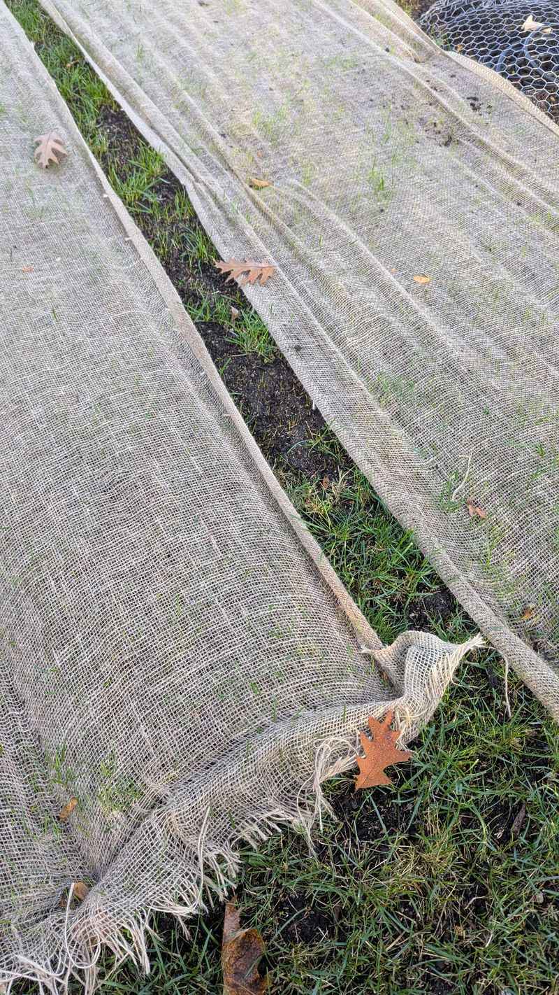 Shield Tender Plants From Harsh Sun And Wind
