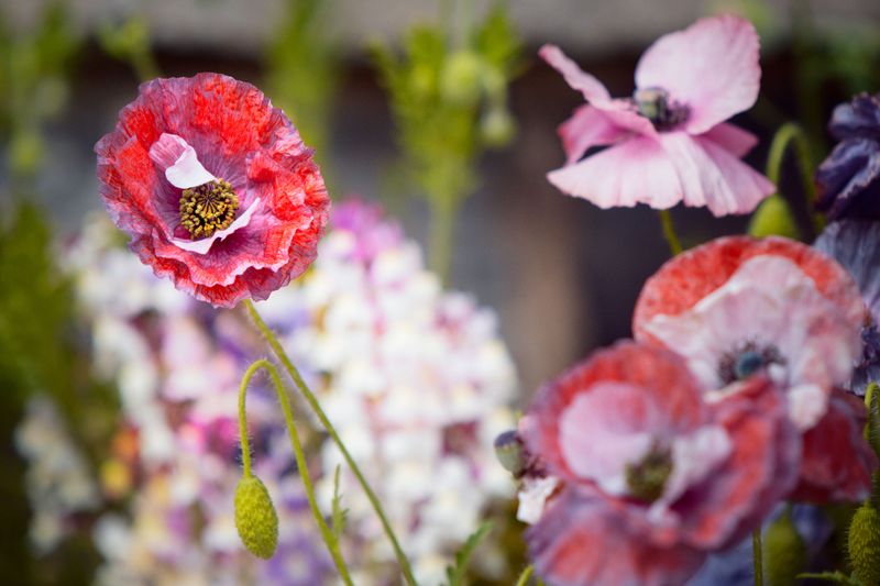 Shirley Poppies For Tissue Paper Petals
