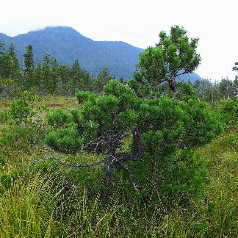 Shore Pine Shore Pine