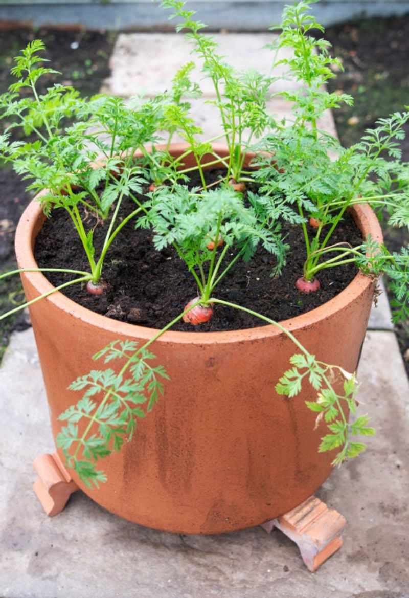 Short Carrot Varieties Avoid Heavy Garden Soil In Deep Containers Short Carrot Varieties Avoid Heavy Garden Soil In Deep Containers