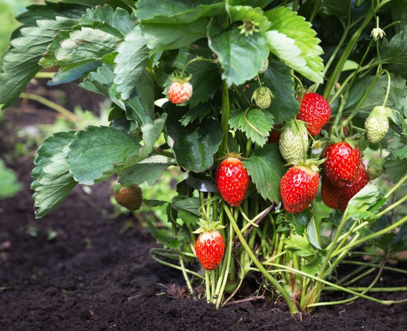 Short-Day Varieties Need More Specific Timing